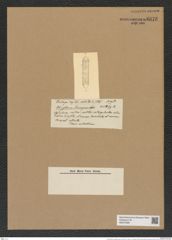 Rhizosolenia murrayana Castr. (de-Toni-Nr.: Genus 114, Species 3287) Zeichnungen Sammlung Grunow Nr. 6676 (NHMW-BOT-W0375469)